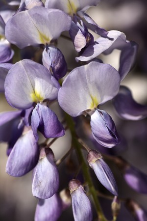 Wisteria